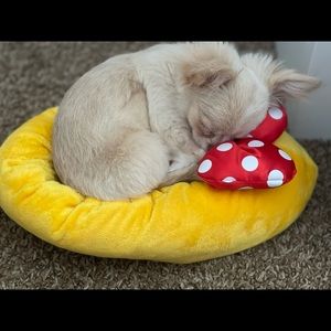 Meet your Posher, Selena